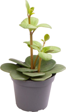 Goed & Groen - Peperomia Hope - ↨ 12cm - Potmaat 6 - Exclusieve Kwaliteit Planten - Kamer Plant - Kamerplanten - Sfeer - Interieur