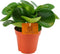 Goed & Groen - Peperomia obtusifolia - ↨ 20cm - Potmaat 12 - Exclusieve Kwaliteit Planten - Kamer Plant - Kamerplanten - Sfeer - Interieur