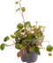 Goed & Groen - Peperomia 'Pepperspot' - ↨ 10cm - Potmaat 6 - Exclusieve Kwaliteit Planten - Kamer Plant - Kamerplanten - Sfeer - Interieur