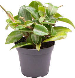 Goed & Groen - Peperomia 'Pixie' - ↨ 15cm - Potmaat 6 - Exclusieve Kwaliteit Planten - Kamer Plant - Kamerplanten - Sfeer - Interieur