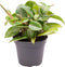 Goed & Groen - Peperomia 'Pixie' - ↨ 15cm - Potmaat 6 - Exclusieve Kwaliteit Planten - Kamer Plant - Kamerplanten - Sfeer - Interieur