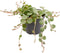 Goed & Groen - Peperomia Prostrata - ↨ 10cm - Potmaat 6 - Exclusieve Kwaliteit Planten - Kamer Plant - Kamerplanten - Sfeer - Interieur