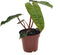 Goed & Groen - Philodendron Billietiae - ↨ 25cm - Potmaat 12 - Exclusieve Kwaliteit Planten - Kamer Plant - Kamerplanten - Sfeer - Interieur