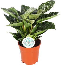 Goed & Groen - Philodendron 'Birkin' - ↨ 30cm - Potmaat 17 - Exclusieve Kwaliteit Planten - Kamer Plant - Kamerplanten - Sfeer - Interieur