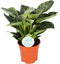 Goed & Groen - Philodendron 'Birkin' - ↨ 30cm - Potmaat 17 - Exclusieve Kwaliteit Planten - Kamer Plant - Kamerplanten - Sfeer - Interieur