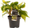Goed & Groen - Philodendron Brasil - ↨ 20cm - Potmaat 12 - Exclusieve Kwaliteit Planten - Kamer Plant - Kamerplanten - Sfeer - Interieur