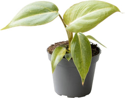 Goed & Groen - Philodendron Gloriosum - ↨ 8cm - Potmaat 6 - Exclusieve Kwaliteit Planten - Kamer Plant - Kamerplanten - Sfeer - Interieur