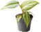 Goed & Groen - Philodendron Gloriosum - ↨ 8cm - Potmaat 6 - Exclusieve Kwaliteit Planten - Kamer Plant - Kamerplanten - Sfeer - Interieur