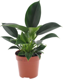 Goed & Groen - Philodendron Green Princess - ↨ 25cm - Potmaat 12 - Exclusieve Kwaliteit Planten - Kamer Plant - Kamerplanten - Sfeer - Interieur