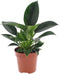 Goed & Groen - Philodendron Green Princess - ↨ 25cm - Potmaat 12 - Exclusieve Kwaliteit Planten - Kamer Plant - Kamerplanten - Sfeer - Interieur