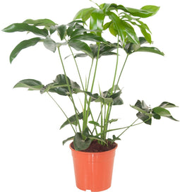 Goed & Groen - Philodendron Green Wonder - ↨ 100cm - Potmaat 24 - Exclusieve Kwaliteit Planten - Kamer Plant - Kamerplanten - Sfeer - Interieur