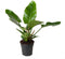 Goed & Groen - Philodendron 'Imperial Green' - ↨ 70cm - Potmaat 19 - Exclusieve Kwaliteit Planten - Kamer Plant - Kamerplanten - Sfeer - Interieur