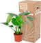 Goed & Groen - Philodendron Pedatum (met mosstok) - XL -↨ 150cm - Potmaat 27 - Exclusieve Kwaliteit Planten - Kamer Plant - Kamerplanten - Sfeer - Interieur