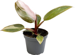 Goed & Groen - Philodendron Pink Princess - ↨ 12cm - Potmaat 6 - Exclusieve Kwaliteit Planten - Kamer Plant - Kamerplanten - Sfeer - Interieur