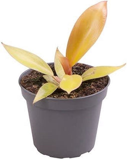 Goed & Groen - Philodendron Prince of Orange - ↨ 10cm - Potmaat 6 - Exclusieve Kwaliteit Planten - Kamer Plant - Kamerplanten - Sfeer - Interieur