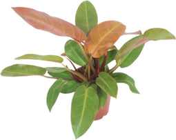 Goed & Groen - Philodendron Prince of Orange - ↨ 45cm - Potmaat 17 - Exclusieve Kwaliteit Planten - Kamer Plant - Kamerplanten - Sfeer - Interieur