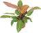 Goed & Groen - Philodendron Prince of Orange - ↨ 45cm - Potmaat 17 - Exclusieve Kwaliteit Planten - Kamer Plant - Kamerplanten - Sfeer - Interieur