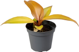 Goed & Groen - Philodendron Red Sun - ↨ 10cm - Potmaat 6 - Exclusieve Kwaliteit Planten - Kamer Plant - Kamerplanten - Sfeer - Interieur