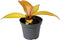 Goed & Groen - Philodendron Red Sun - ↨ 10cm - Potmaat 6 - Exclusieve Kwaliteit Planten - Kamer Plant - Kamerplanten - Sfeer - Interieur