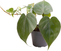 Goed & Groen - Philodendron Scandens - ↨ 12cm - Potmaat 6 - Exclusieve Kwaliteit Planten - Kamer Plant - Kamerplanten - Sfeer - Interieur