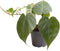 Goed & Groen - Philodendron Scandens - ↨ 12cm - Potmaat 6 - Exclusieve Kwaliteit Planten - Kamer Plant - Kamerplanten - Sfeer - Interieur