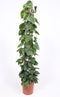 Goed & Groen - Philodendron scandens - ↨ 160cm - XXL - Potmaat 27 - Exclusieve Kwaliteit Planten - Kamer Plant - Kamerplanten - Sfeer - Interieur