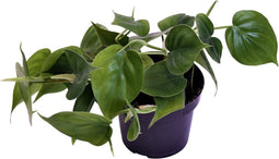 Goed & Groen - Philodendron Scandens - ↨ 20cm - Potmaat 12 - Exclusieve Kwaliteit Planten - Kamer Plant - Kamerplanten - Sfeer - Interieur