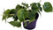 Goed & Groen - Philodendron Scandens - ↨ 20cm - Potmaat 12 - Exclusieve Kwaliteit Planten - Kamer Plant - Kamerplanten - Sfeer - Interieur