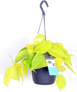 Goed & Groen - Philodendron scandens 'Lemon Lime' (hangplant) - ↨ 30cm - Potmaat 17 - Exclusieve Kwaliteit Planten - Kamer Plant - Kamerplanten - Sfeer - Interieur