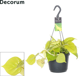 Goed & Groen - Philodendron scandens 'Lemon Lime' (hangplant) - ↨ 30cm - Potmaat 17 - Exclusieve Kwaliteit Planten - Kamer Plant - Kamerplanten - Sfeer - Interieur