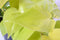 Goed & Groen - Philodendron scandens 'Lemon Lime' (hangplant) - ↨ 30cm - Potmaat 17 - Exclusieve Kwaliteit Planten - Kamer Plant - Kamerplanten - Sfeer - Interieur