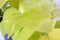 Goed & Groen - Philodendron scandens 'Lemon Lime' (hangplant) - ↨ 30cm - Potmaat 17 - Exclusieve Kwaliteit Planten - Kamer Plant - Kamerplanten - Sfeer - Interieur