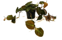 Goed & Groen - Philodendron scandens 'Micans' - ↨ 15cm - Potmaat 12 - Exclusieve Kwaliteit Planten - Kamer Plant - Kamerplanten - Sfeer - Interieur