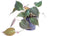 Goed & Groen - Philodendron scandens 'Micans' - ↨ 25cm - Potmaat 12 - Exclusieve Kwaliteit Planten - Kamer Plant - Kamerplanten - Sfeer - Interieur