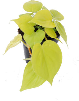 Goed & Groen - Philodendron scandens 'Micans Lime' - ↨ 25cm - Potmaat 12 - Exclusieve Kwaliteit Planten - Kamer Plant - Kamerplanten - Sfeer - Interieur