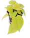 Goed & Groen - Philodendron scandens 'Micans Lime' - ↨ 25cm - Potmaat 12 - Exclusieve Kwaliteit Planten - Kamer Plant - Kamerplanten - Sfeer - Interieur