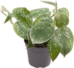 Goed & Groen - Philodendron Scandens Pictus - ↨ 12cm - Potmaat 6 - Exclusieve Kwaliteit Planten - Kamer Plant - Kamerplanten - Sfeer - Interieur