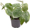 Goed & Groen - Philodendron Scandens Pictus - ↨ 12cm - Potmaat 6 - Exclusieve Kwaliteit Planten - Kamer Plant - Kamerplanten - Sfeer - Interieur
