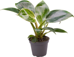 Goed & Groen - Philodendron White Measure - ↨ 10cm - Potmaat 6 - Exclusieve Kwaliteit Planten - Kamer Plant - Kamerplanten - Sfeer - Interieur