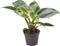 Goed & Groen - Philodendron White Measure - ↨ 10cm - Potmaat 6 - Exclusieve Kwaliteit Planten - Kamer Plant - Kamerplanten - Sfeer - Interieur