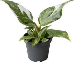 Goed & Groen - Philodendron White Princess - ↨ 16cm - Potmaat 6 - Exclusieve Kwaliteit Planten - Kamer Plant - Kamerplanten - Sfeer - Interieur