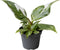 Goed & Groen - Philodendron White Princess - ↨ 16cm - Potmaat 6 - Exclusieve Kwaliteit Planten - Kamer Plant - Kamerplanten - Sfeer - Interieur