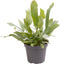 Goed & Groen - Phlebodium aureum 'Blue Star' - ↨ 14cm - Potmaat 6 - Exclusieve Kwaliteit Planten - Kamer Plant - Kamerplanten - Sfeer - Interieur