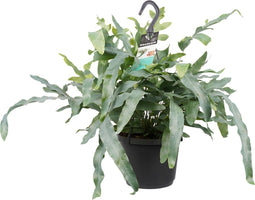 Goed & Groen - Phlebodium aureum 'Blue Star' - ↨ 40cm - Potmaat 17 - Exclusieve Kwaliteit Planten - Kamer Plant - Kamerplanten - Sfeer - Interieur