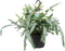 Goed & Groen - Phlebodium aureum 'Blue Star' - ↨ 40cm - Potmaat 17 - Exclusieve Kwaliteit Planten - Kamer Plant - Kamerplanten - Sfeer - Interieur