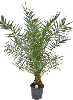 Goed & Groen - Phoenix canariensis - XXL - ↨ 160cm - Potmaat 26 - Exclusieve Kwaliteit Planten - Kamer Plant - Kamerplanten - Sfeer - Interieur