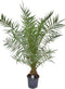 Goed & Groen - Phoenix canariensis - XXL - ↨ 160cm - Potmaat 26 - Exclusieve Kwaliteit Planten - Kamer Plant - Kamerplanten - Sfeer - Interieur