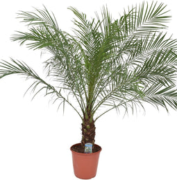 Goed & Groen - Phoenix roebelenii - XL - ↨ 135cm - Potmaat 24 - Exclusieve Kwaliteit Planten - Kamer Plant - Kamerplanten - Sfeer - Interieur