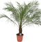 Goed & Groen - Phoenix roebelenii - XL - ↨ 135cm - Potmaat 24 - Exclusieve Kwaliteit Planten - Kamer Plant - Kamerplanten - Sfeer - Interieur