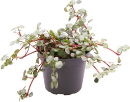 Goed & Groen - Pilea Glaucophylla Greyzy - ↨ 10cm - Potmaat 6 - Exclusieve Kwaliteit Planten - Kamer Plant - Kamerplanten - Sfeer - Interieur
